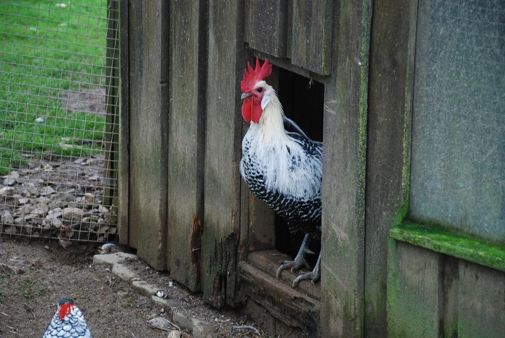 Ferienwohnungen Landgasthaus Janshen Ellscheid 部屋 写真