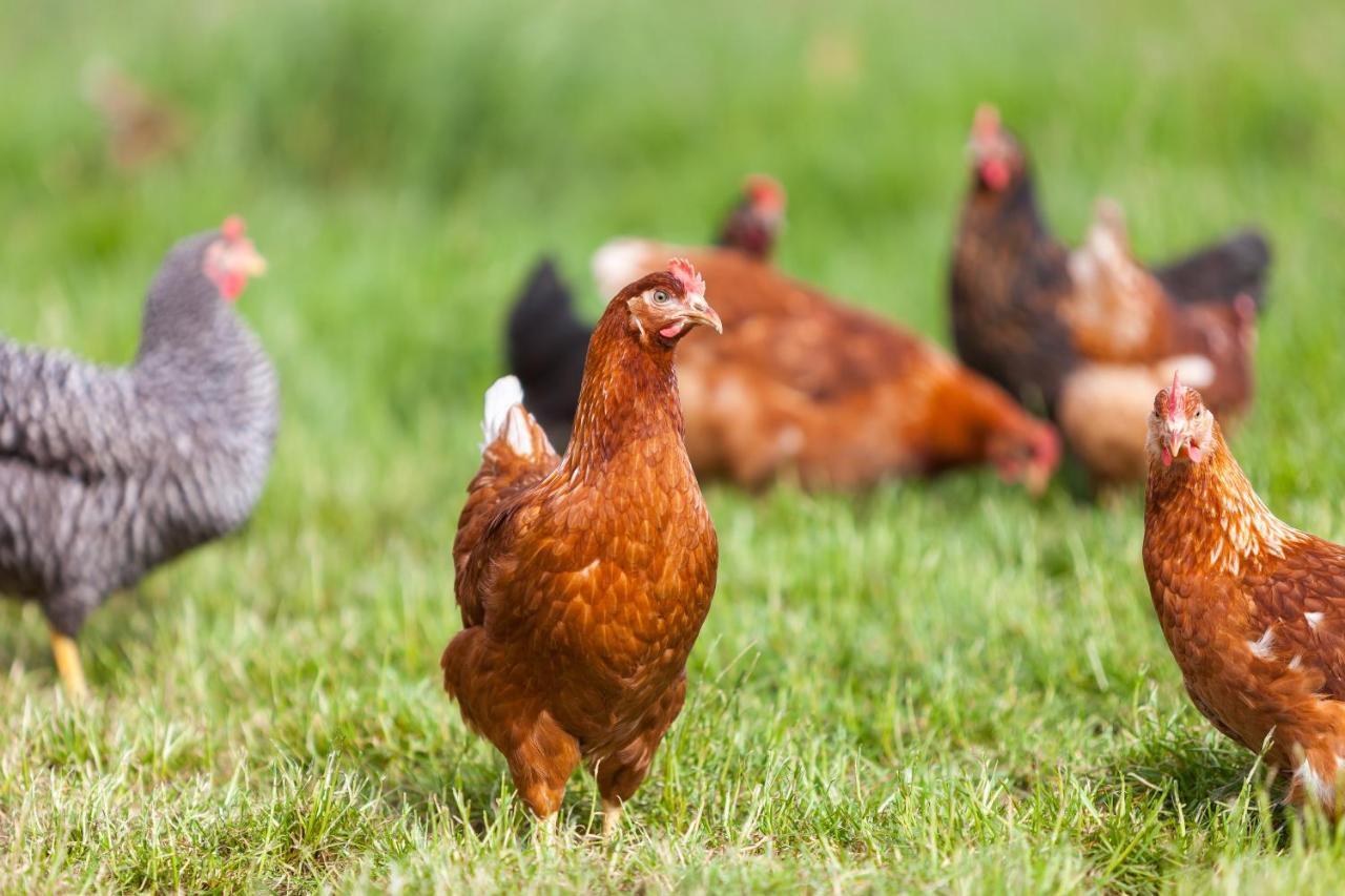 Ferienwohnungen Landgasthaus Janshen Ellscheid エクステリア 写真